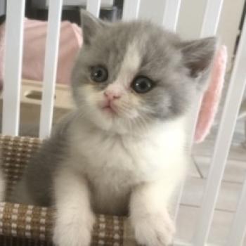 chaton British Shorthair blue bicolor Blue star Chatterie Le Domaine de Phyr