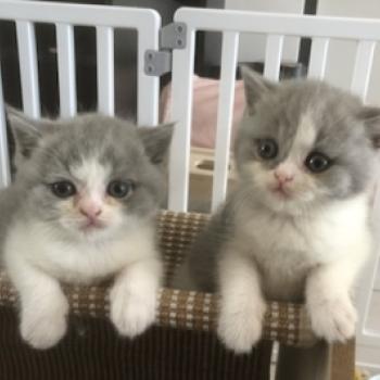 chaton British Shorthair blue bicolor Blue star Chatterie Le Domaine de Phyr