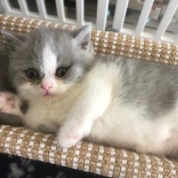 chaton British Shorthair blue bicolor Blue star Chatterie Le Domaine de Phyr