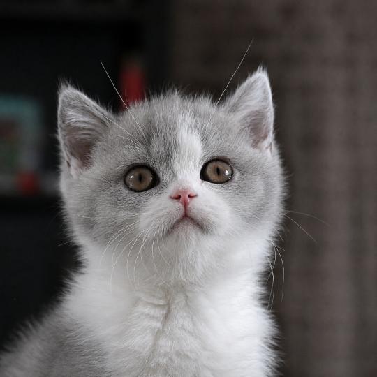 Blue star Du Domaine de Phyr Femelle British Shorthair