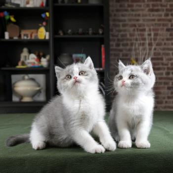 chaton British Shorthair blue bicolor Blue star Chatterie Le Domaine de Phyr