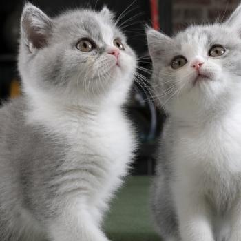 chaton British Shorthair blue bicolor Blue star Chatterie Le Domaine de Phyr