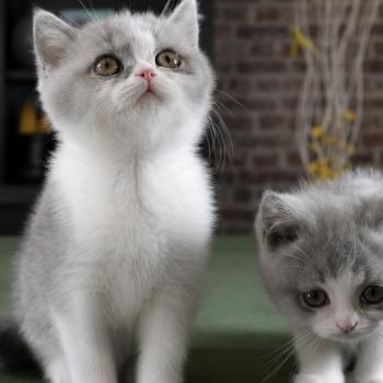 chaton British Shorthair blue bicolor Blue star Chatterie Le Domaine de Phyr