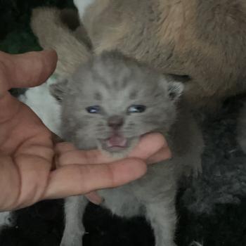 chaton British Shorthair blue Bluemoon Chatterie Le Domaine de Phyr