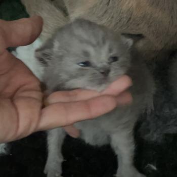 chaton British Shorthair blue Bluemoon Chatterie Le Domaine de Phyr