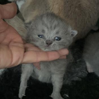 chaton British Shorthair blue Bluemoon Chatterie Le Domaine de Phyr