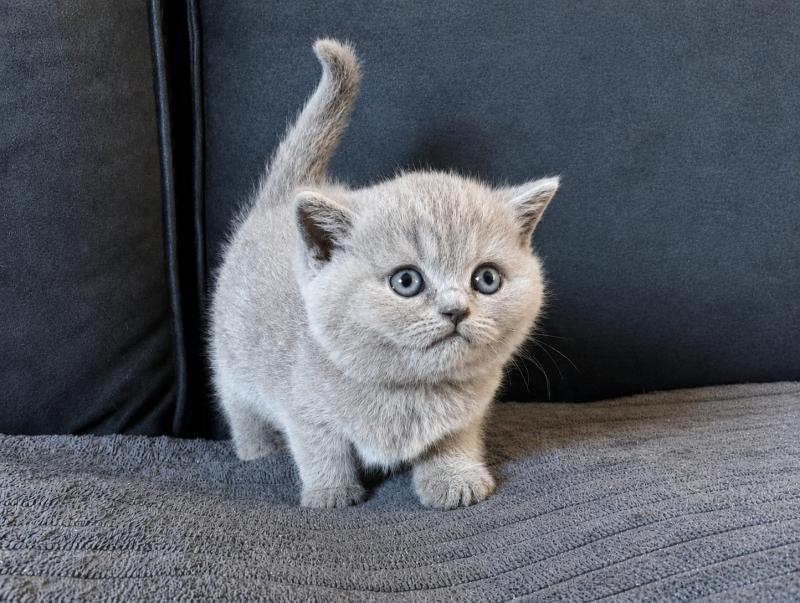 Bluemoon Du Domaine de Phyr Femelle British Shorthair