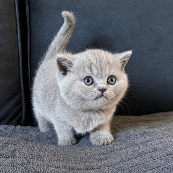chaton British Shorthair blue Bluemoon Chatterie Le Domaine de Phyr