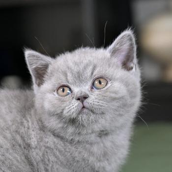 chaton British Shorthair blue Bluemoon Chatterie Le Domaine de Phyr