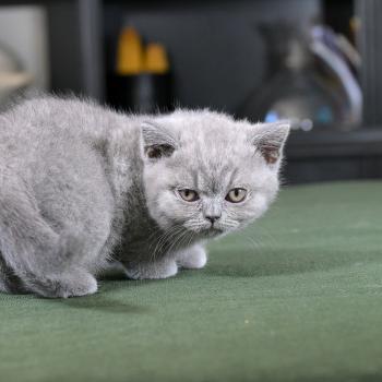 chaton British Shorthair blue Bluemoon Chatterie Le Domaine de Phyr