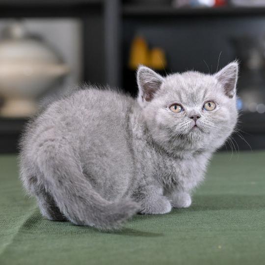 Bluemoon Du Domaine de Phyr Femelle British Shorthair