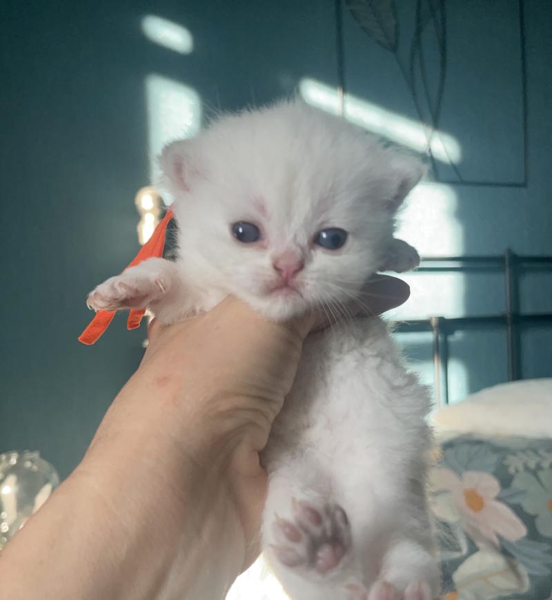 Boston Du Domaine de Phyr Mâle British Shorthair