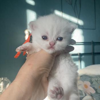 chaton British Shorthair golden point Boston Chatterie Le Domaine de Phyr