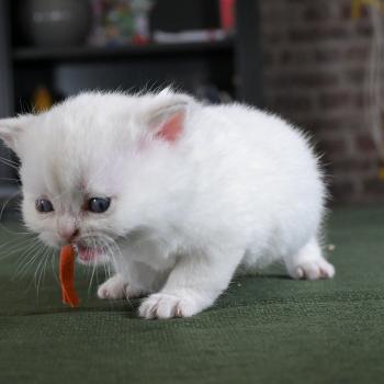 chaton British Shorthair blue golden point Boston Chatterie Le Domaine de Phyr