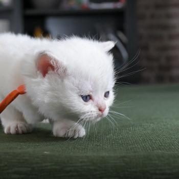chaton British Shorthair blue golden point Boston Chatterie Le Domaine de Phyr
