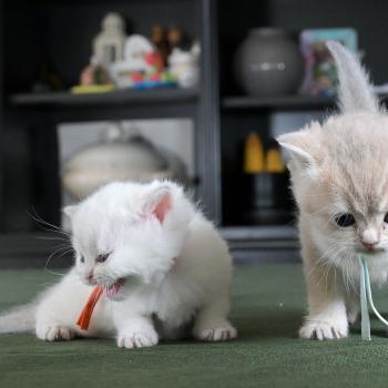 chaton British Shorthair blue golden point Boston Chatterie Le Domaine de Phyr