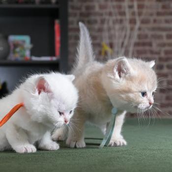 chaton British Shorthair blue golden point Boston Chatterie Le Domaine de Phyr