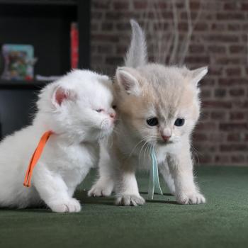 chaton British Shorthair blue golden point Boston Chatterie Le Domaine de Phyr