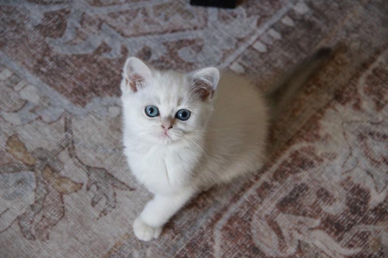 Boston Du Domaine de Phyr Mâle British Shorthair