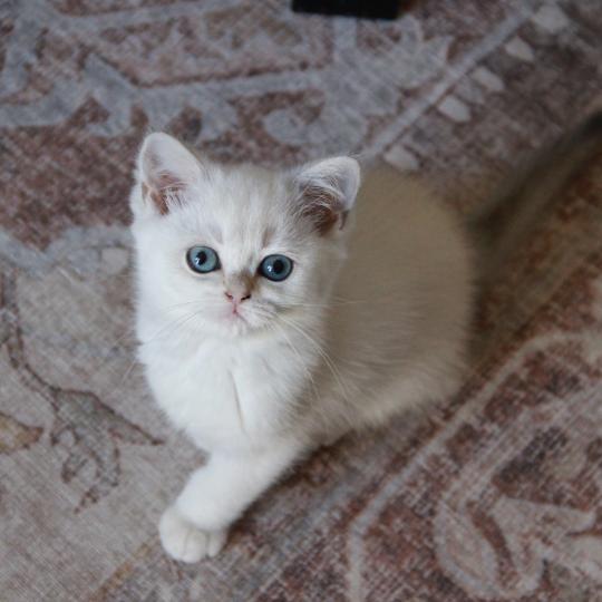 Boston Du Domaine de Phyr Mâle British Shorthair