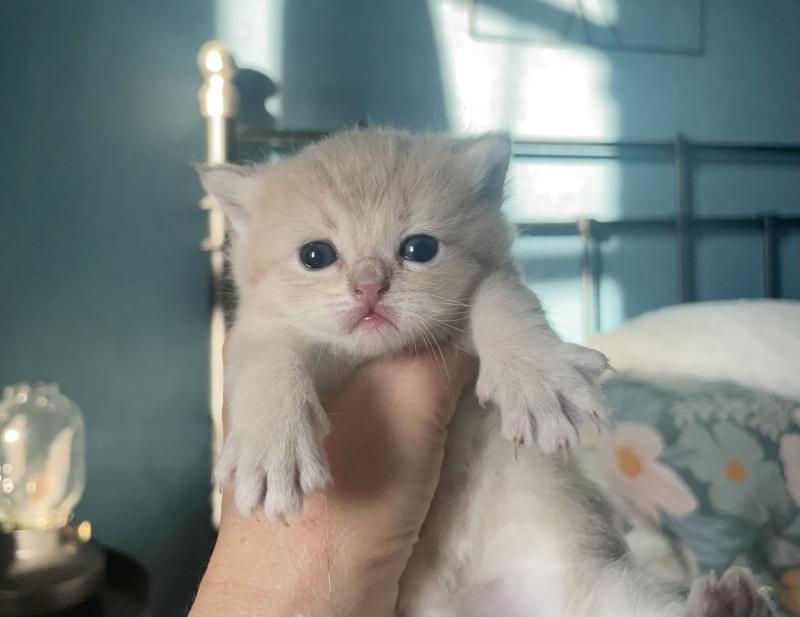 Bowie Du Domaine de Phyr Mâle British Shorthair