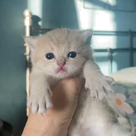Bowie Du Domaine de Phyr Mâle British Shorthair