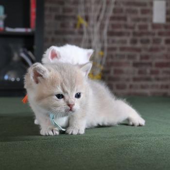 chaton British Shorthair blue golden shaded Bowie Chatterie Le Domaine de Phyr