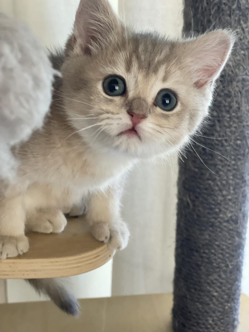 Bowie Du Domaine de Phyr Mâle British Shorthair