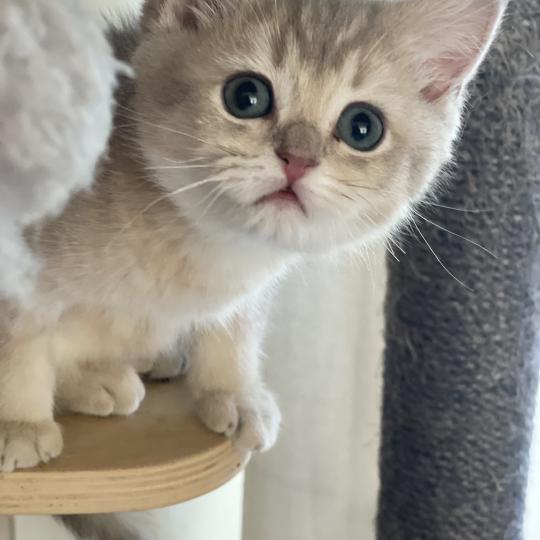 Bowie Du Domaine de Phyr Mâle British Shorthair