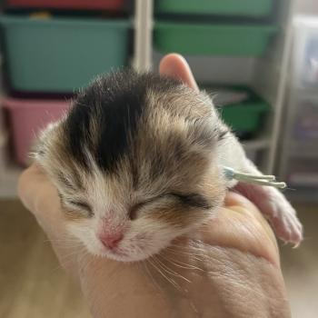 chaton British Shorthair black golden bicolor Brownie Chatterie Le Domaine de Phyr
