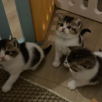 chaton British Shorthair black golden bicolor Brownie Chatterie Le Domaine de Phyr