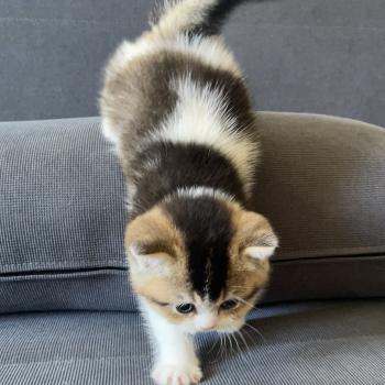 chaton British Shorthair black golden bicolor Brownie Chatterie Le Domaine de Phyr