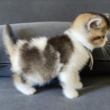 chaton British Shorthair black golden bicolor Brownie Chatterie Le Domaine de Phyr