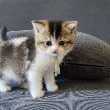 chaton British Shorthair black golden bicolor Brownie Chatterie Le Domaine de Phyr