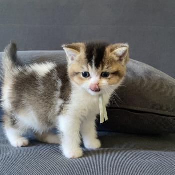 chaton British Shorthair black golden bicolor Brownie Chatterie Le Domaine de Phyr