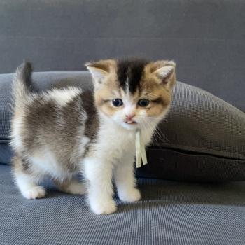 chaton British Shorthair black golden bicolor Brownie Chatterie Le Domaine de Phyr