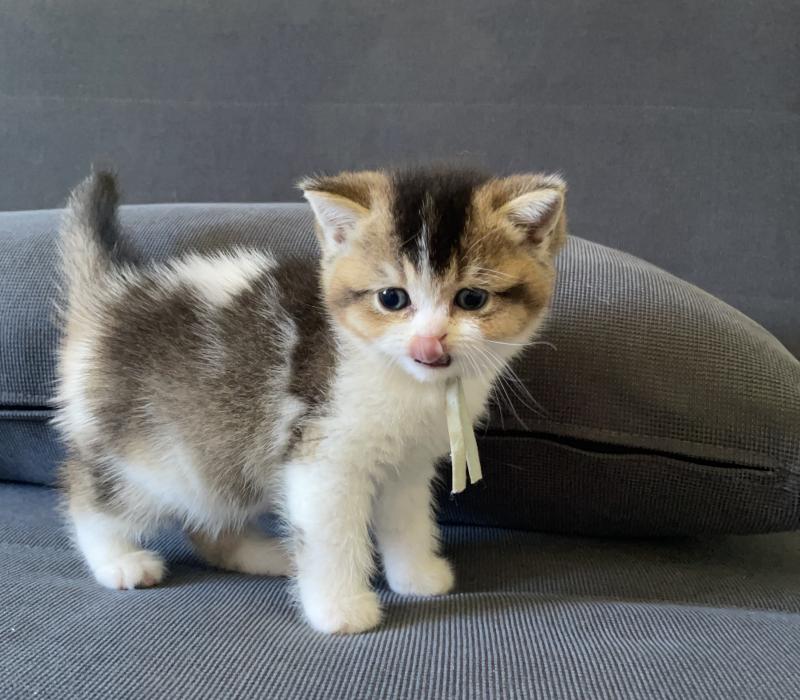Brownie Du Domaine de Phyr Mâle British Shorthair