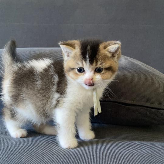 Brownie Du Domaine de Phyr Mâle British Shorthair