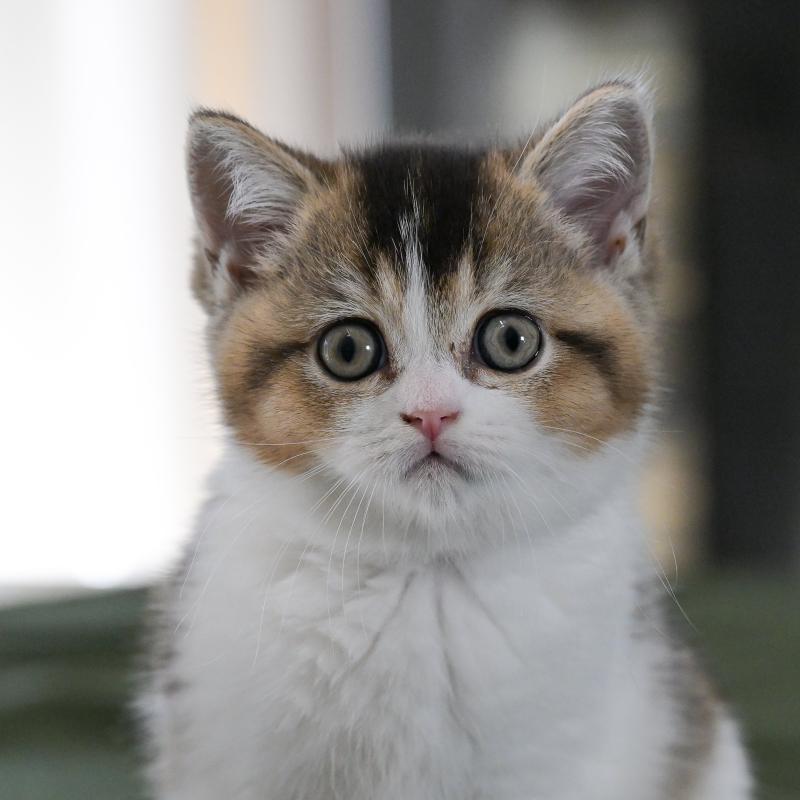 Brownie Du Domaine de Phyr Mâle British Shorthair