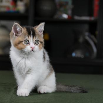 chaton British Shorthair black golden bicolor Brownie Chatterie Le Domaine de Phyr