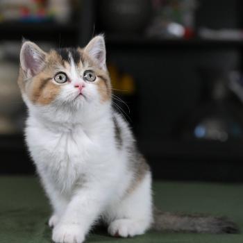 chaton British Shorthair black golden bicolor Brownie Chatterie Le Domaine de Phyr