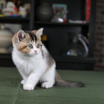 chaton British Shorthair black golden bicolor Brownie Chatterie Le Domaine de Phyr