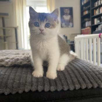 chaton British Shorthair black golden bicolor Brownie Chatterie Le Domaine de Phyr