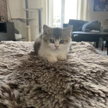 chaton British Shorthair black golden bicolor Brownie Chatterie Le Domaine de Phyr