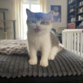chaton British Shorthair black golden bicolor Brownie Chatterie Le Domaine de Phyr