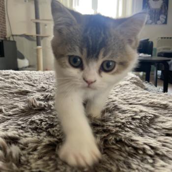 chaton British Shorthair black golden bicolor Brownie Chatterie Le Domaine de Phyr