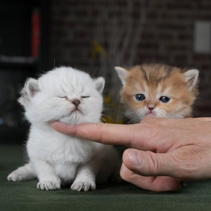 Burton Du Domaine de Phyr Mâle British Shorthair