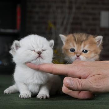 chaton British Shorthair seal golden point Burton Chatterie Le Domaine de Phyr