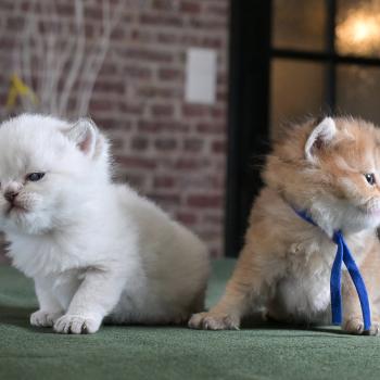 chaton British Shorthair seal golden point Burton Chatterie Le Domaine de Phyr