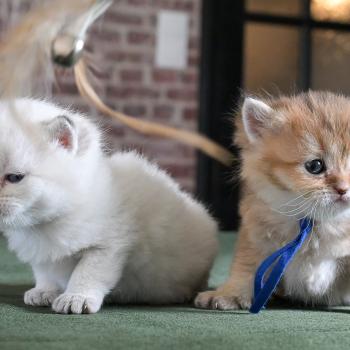 chaton British Shorthair seal golden point Burton Chatterie Le Domaine de Phyr